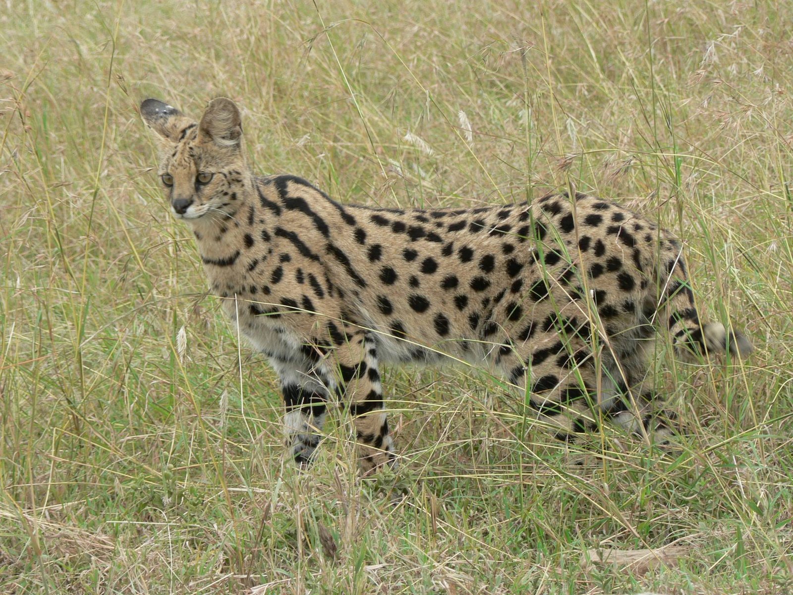 The Serval: Tall, Spotted, and Heat-Savvy (image credits: wikimedia)