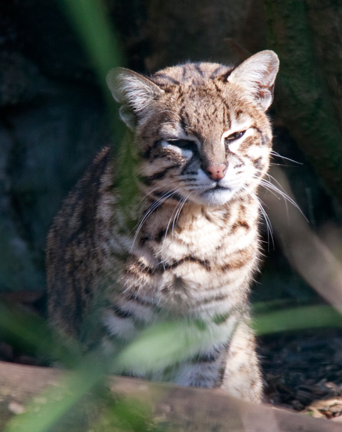 Geoffroy’s Cat: Petite but Powerful in the Heat (image credits: wikimedia)