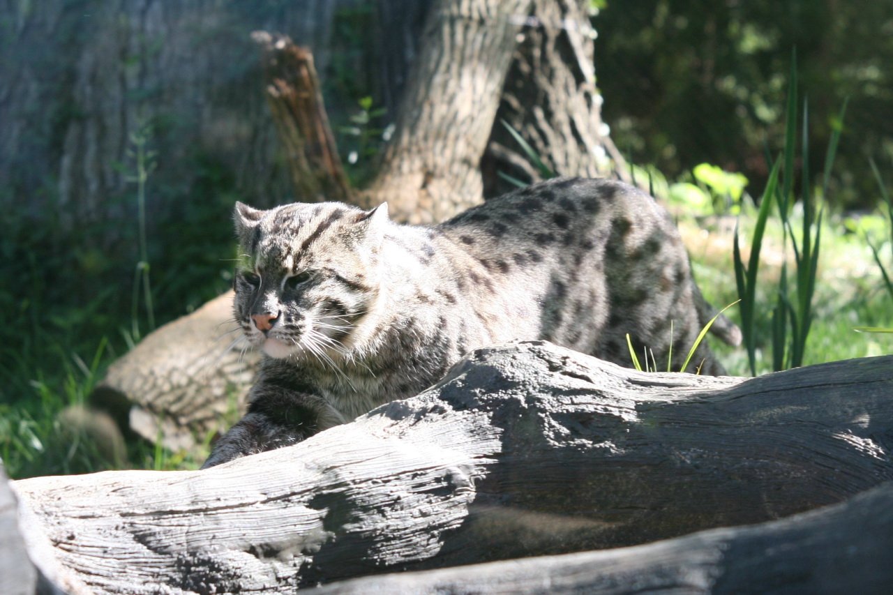 Fishing Cat: Wet Feet Beat the Heat (image credits: wikimedia)