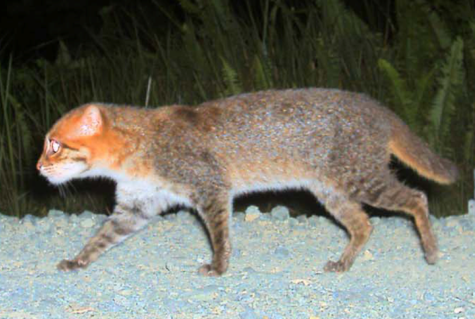 Flat-Headed Cat: Swampy Survivalist (image credits: wikimedia)