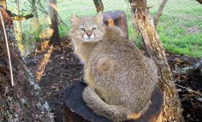 Pampas Cat: Sun-Baked South American Specialist (image credits: wikimedia)