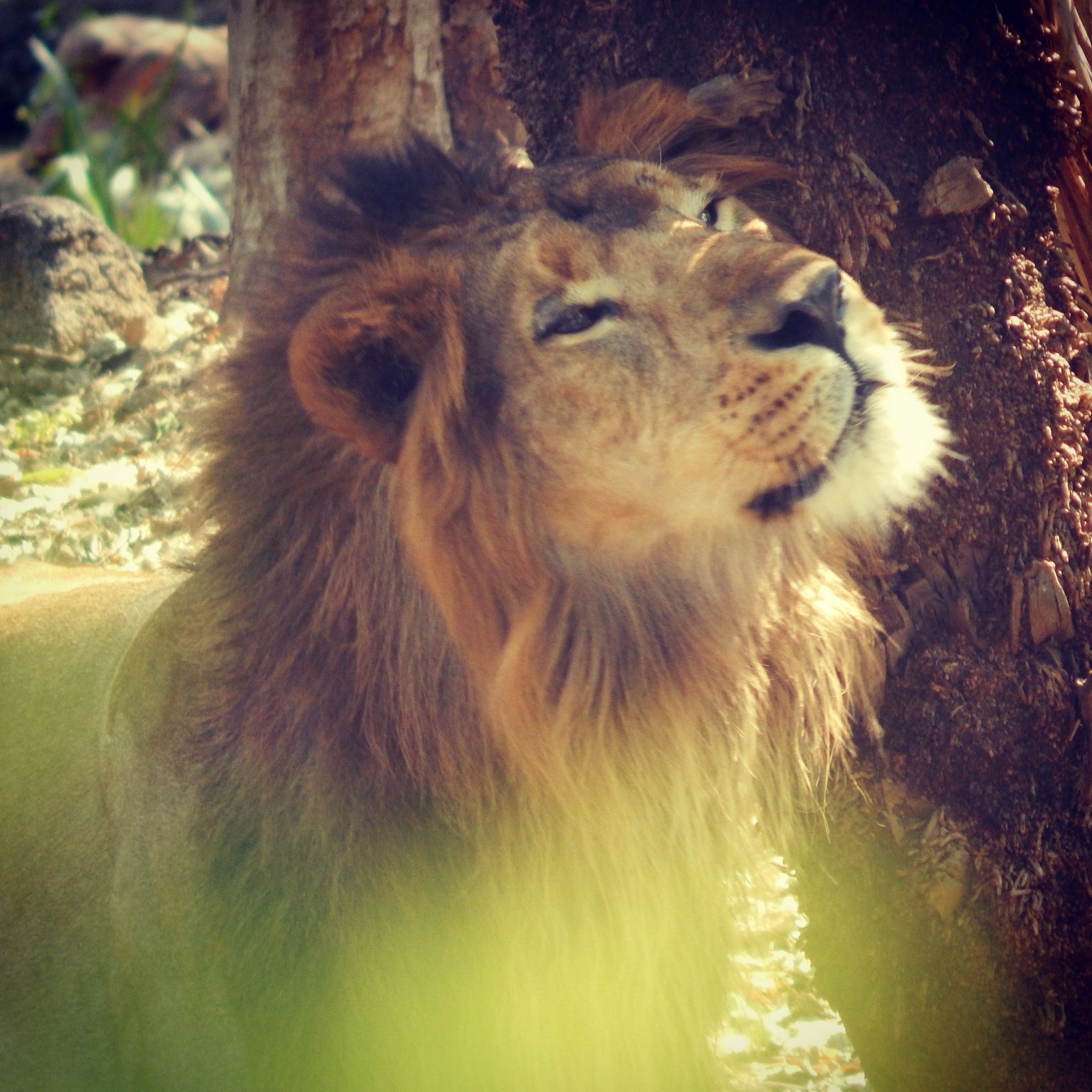 Lions: The Savannah’s Surprising Climbers (image credits: wikimedia)
