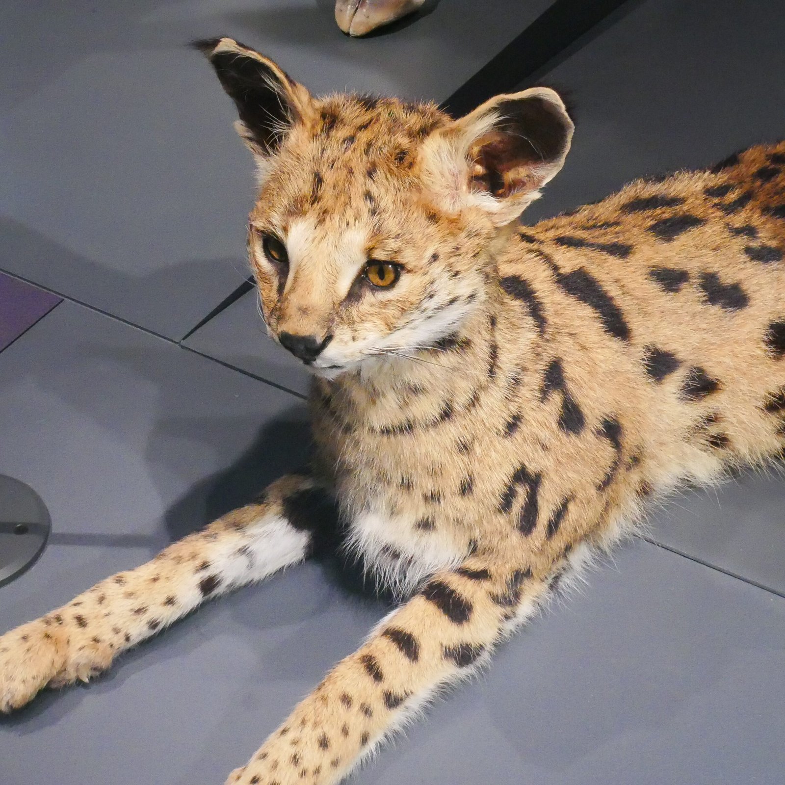 Servals: High-Jumping, Tree-Climbing Dynamos (image credits: wikimedia)