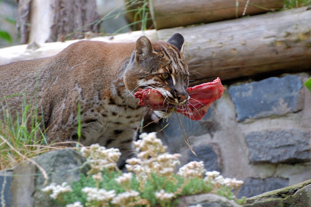 Asiatic Golden Cats: Forest Phantoms on the Move (image credits: wikimedia)