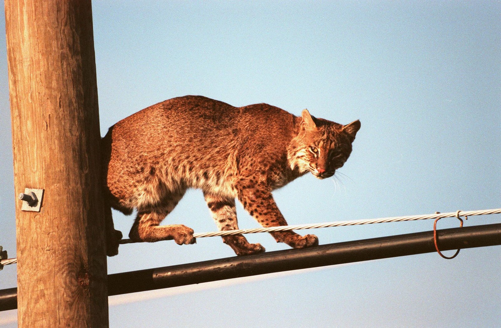 Bobcats: Backyard Tree Ambassadors (image credits: wikimedia)