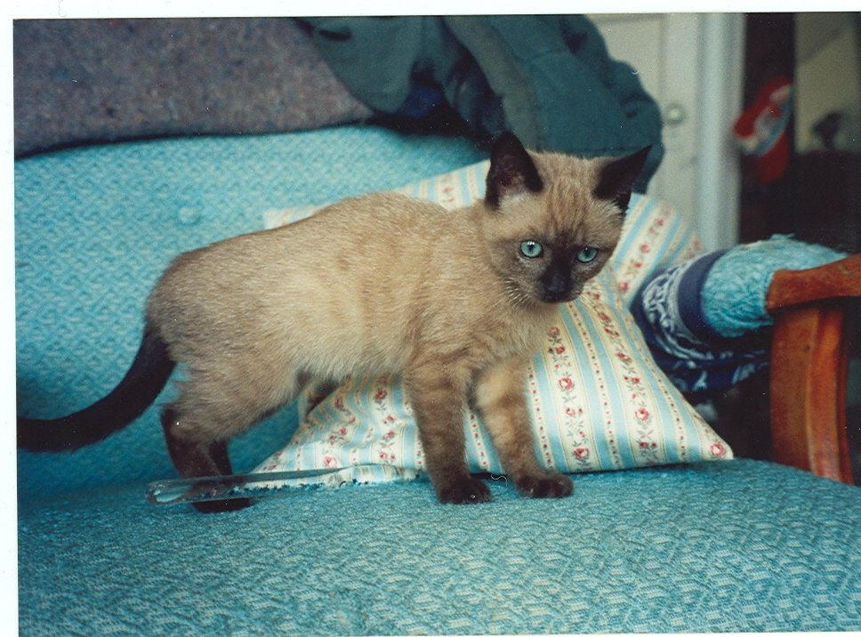 Tonkinese: Softness With a Splash of Sparkle (image credits: wikimedia)