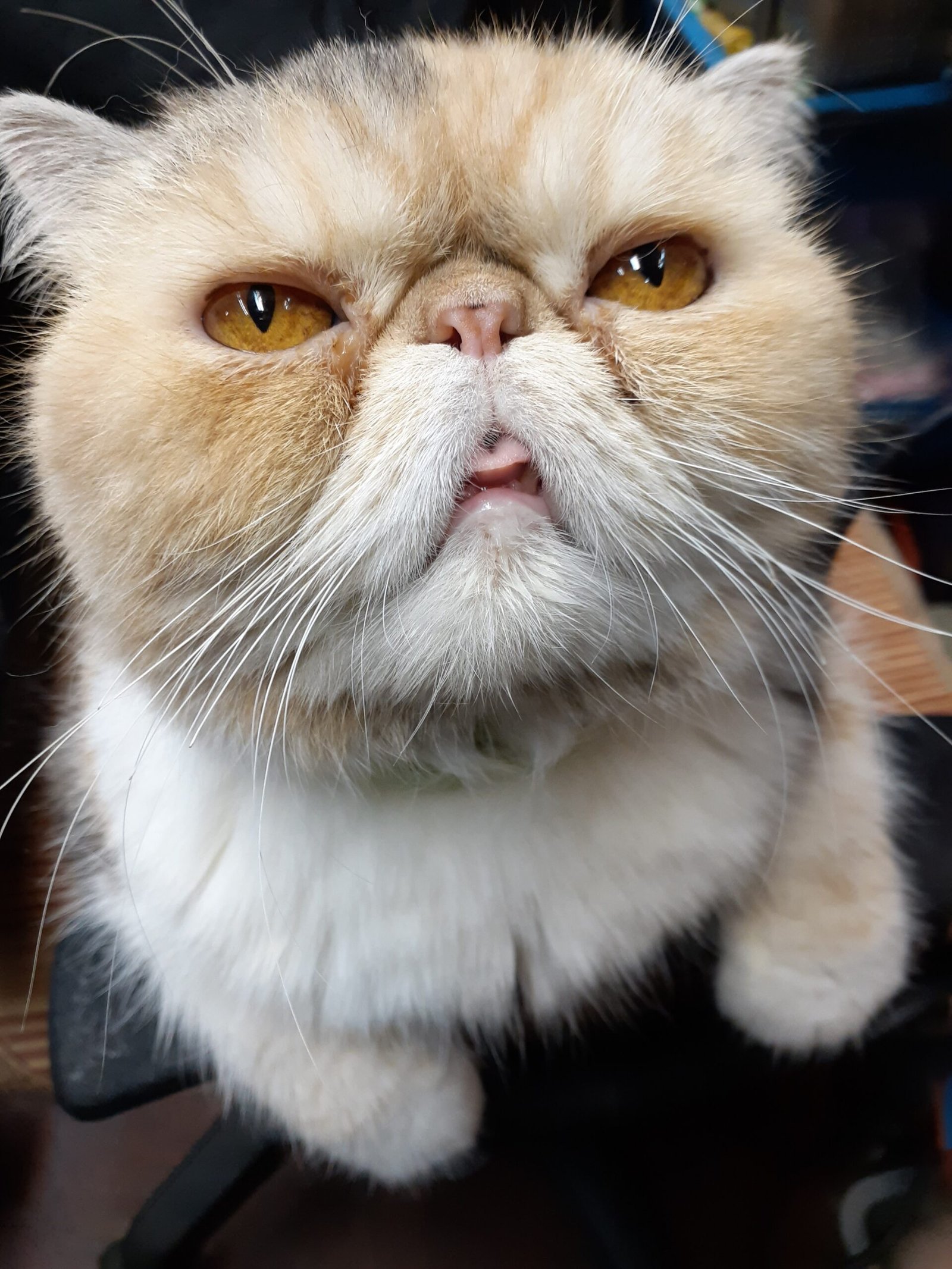 Exotic Shorthair: The Plush Persian Cousin (image credits: wikimedia)