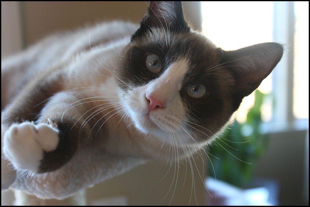 Snowshoe: White Mittens, Velvet Fur (image credits: wikimedia)