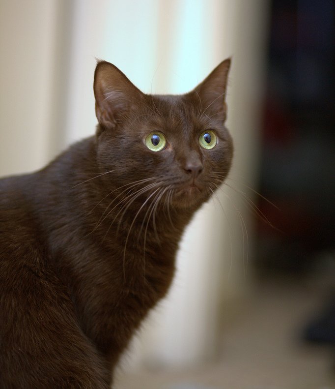 Havana Brown: Rich Chocolate Velvet (image credits: wikimedia)