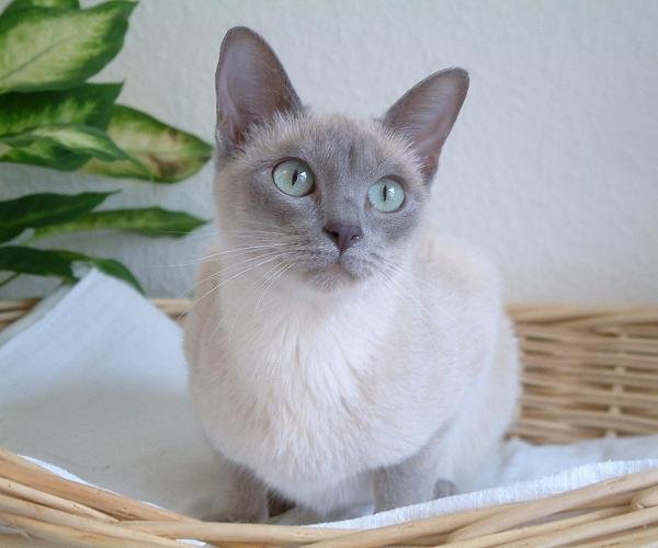 Tonkinese Mink: The Sparkling Velvet Hybrid (image credits: wikimedia)