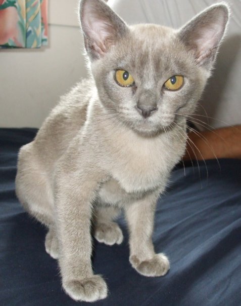Lilac Burmese: Powder-Soft Pastel Velvet (image credits: wikimedia)