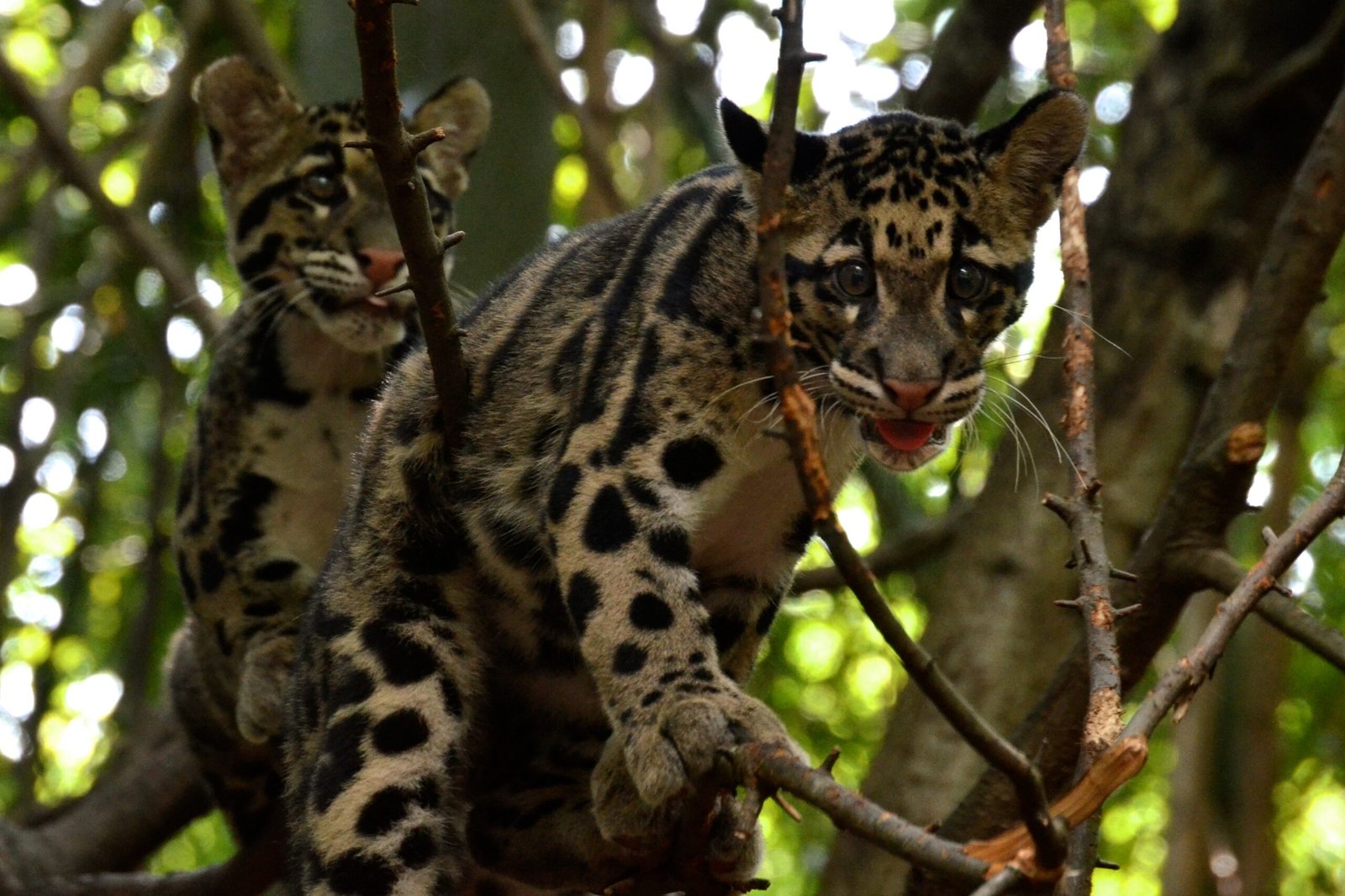 Clouded Leopards Walk On Tree Branches Upside-Down (image credits: wikimedia)