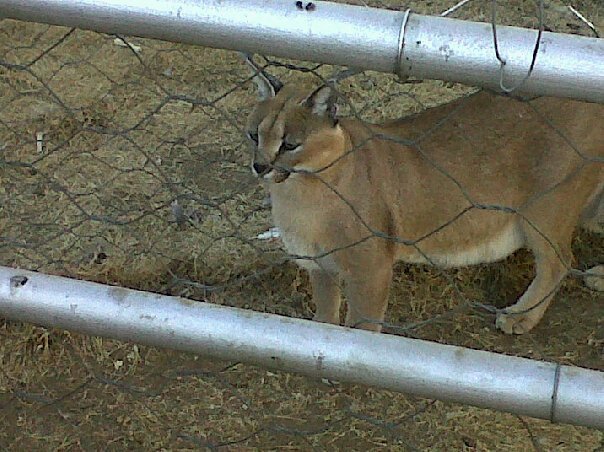 Caracals “Fake Out” Prey With Distraction (image credits: wikimedia)