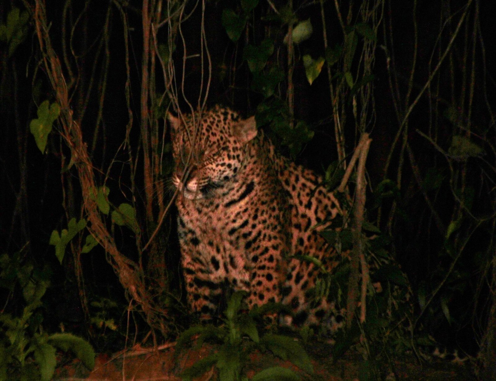 Jaguars Hunt At Night With Night Vision (image credits: wikimedia)
