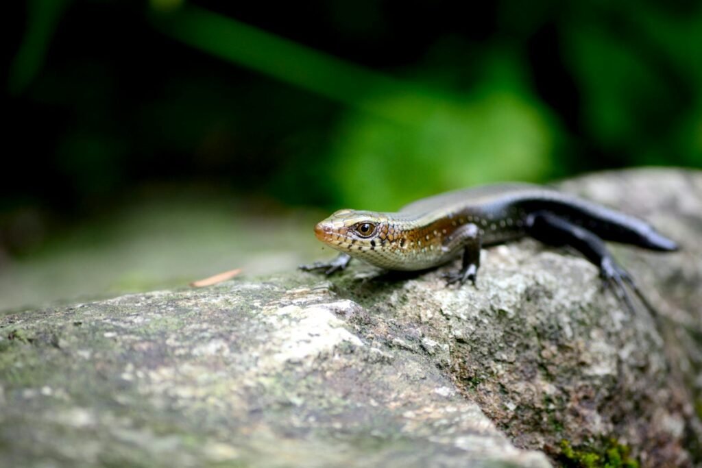 Detailed shot of a lizard basking on a stone in natural surroundings, Bangkok.