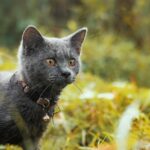 Charming close-up of a Russian Blue cat with a collar exploring outdoors.