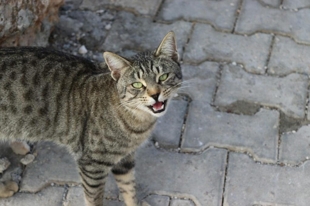 A curious tabby cat meowing on a stone sidewalk in Şanlıurfa, Türkiye.