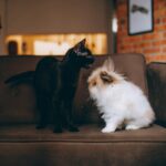 A charming photo of a black cat and a fluffy rabbit sharing a brown couch indoors.