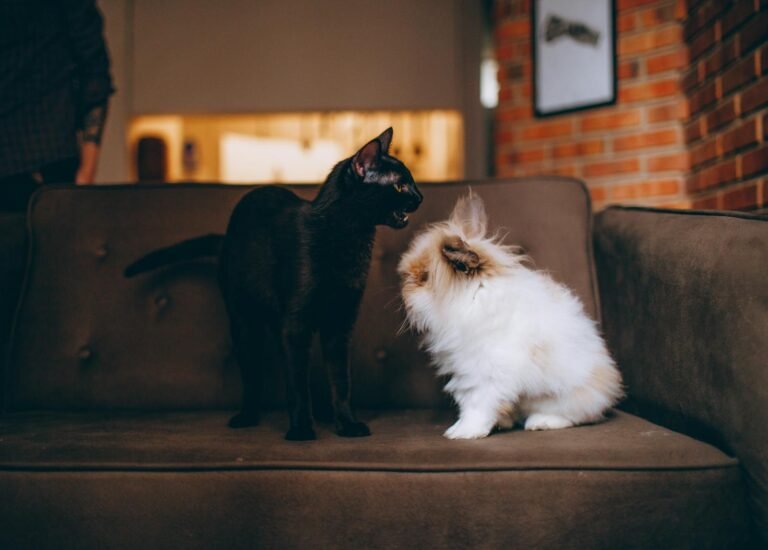 A charming photo of a black cat and a fluffy rabbit sharing a brown couch indoors.