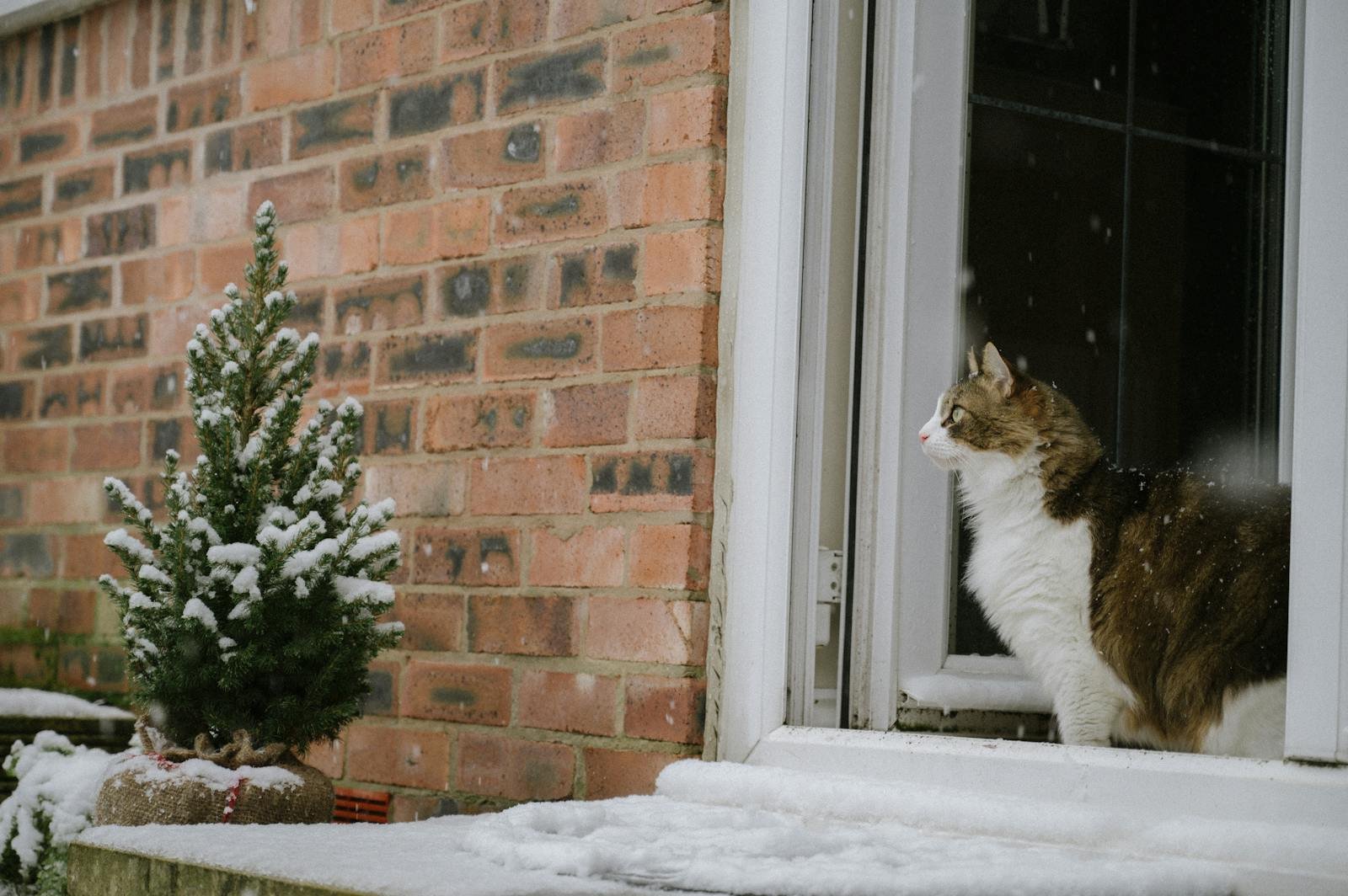 A fluffy tabby cat curiously looks outside at the snowy backyard from an open window.