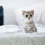 Cute grey kitten with big eyes sitting on a bed indoors. Perfect for pet lovers