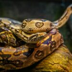 Detailed close-up of a vivid boa constrictor showcasing intricate scale patterns in natural habitat.