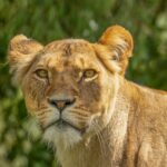 Detailed wildlife portrait of a lioness captured outdoors in Auckland, New Zealand.