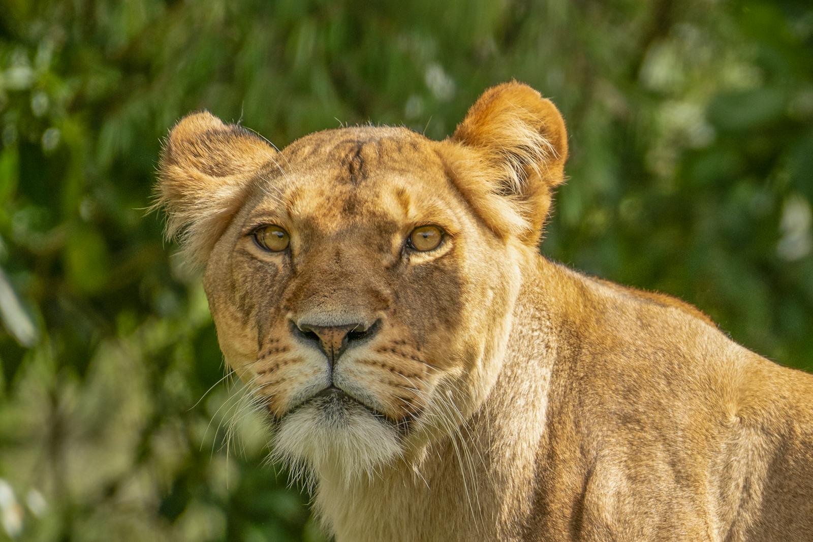 Detailed wildlife portrait of a lioness captured outdoors in Auckland, New Zealand.
