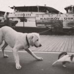 A playful dog chasing a cat on a dock in Istanbul, with boats in the background.