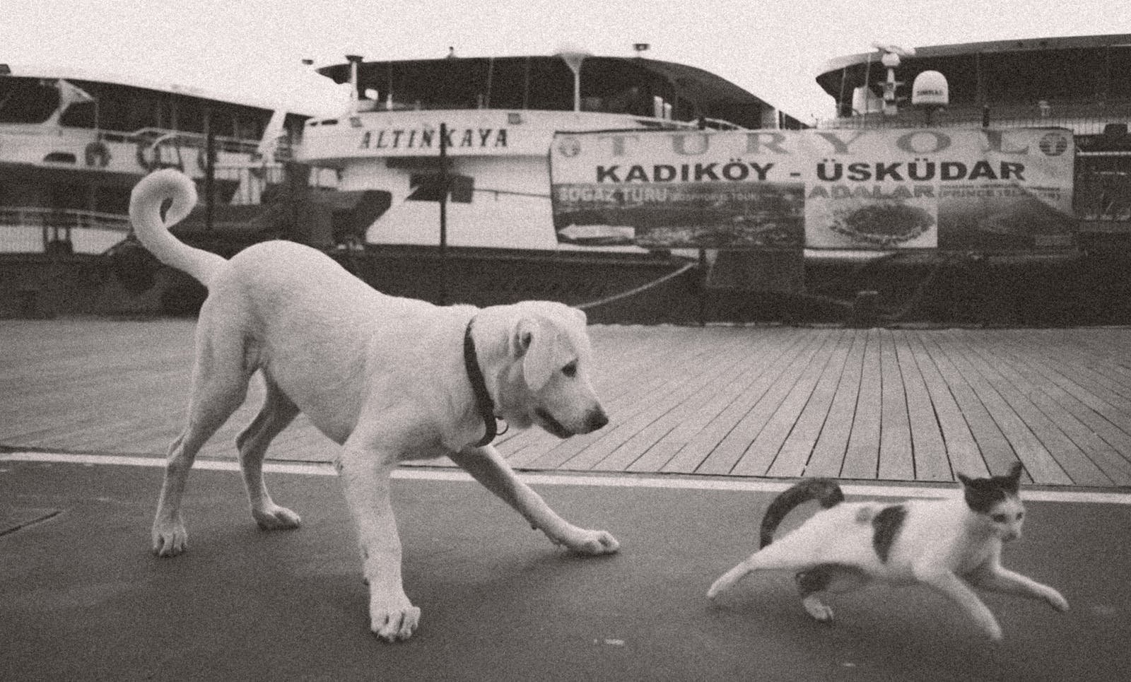 A playful dog chasing a cat on a dock in Istanbul, with boats in the background.