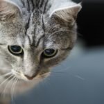 Photograph of a gray tabby cat with striking reflective eyes, conveying curiosity and intelligence.