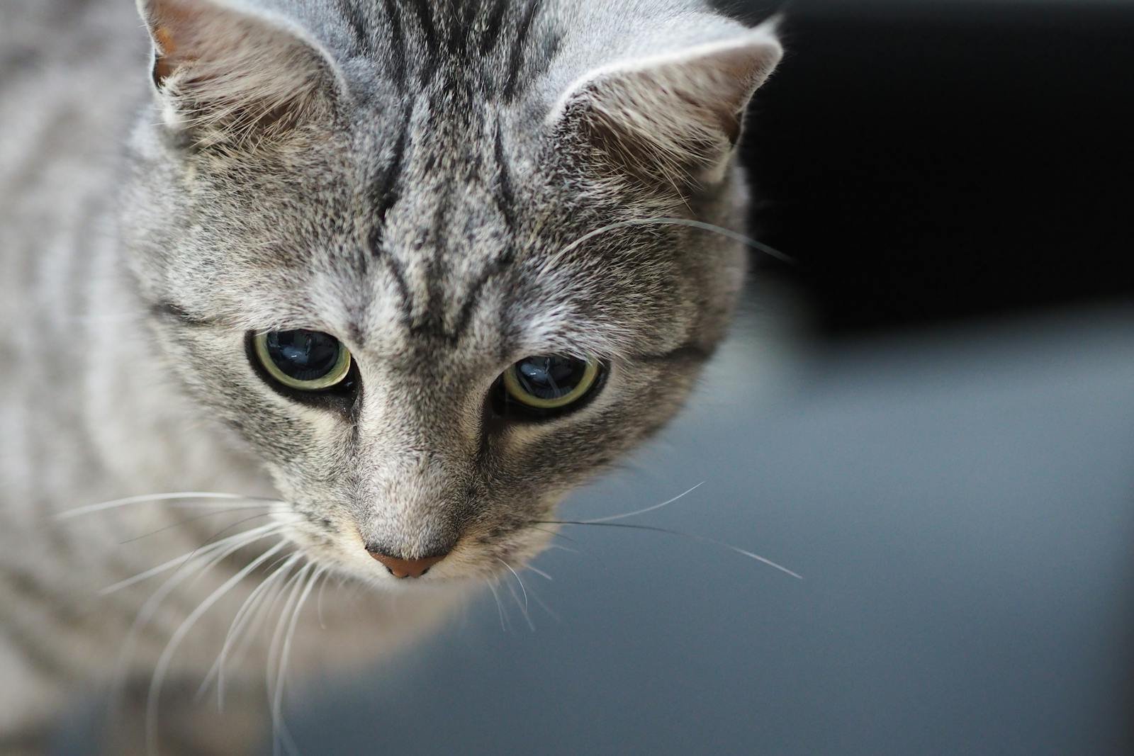 Photograph of a gray tabby cat with striking reflective eyes, conveying curiosity and intelligence.