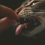 Close-up shot of a cat eating food from a human hand, highlighting whiskers and fur.
