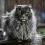 Close-up of a majestic fluffy Maine Coon cat sitting outdoors, showcasing its prominent fur and intense gaze.