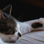 A serene tabby cat sleeping with its paw stretched out, capturing the essence of comfort and relaxation.