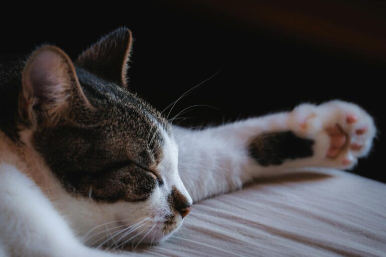 A serene tabby cat sleeping with its paw stretched out, capturing the essence of comfort and relaxation.