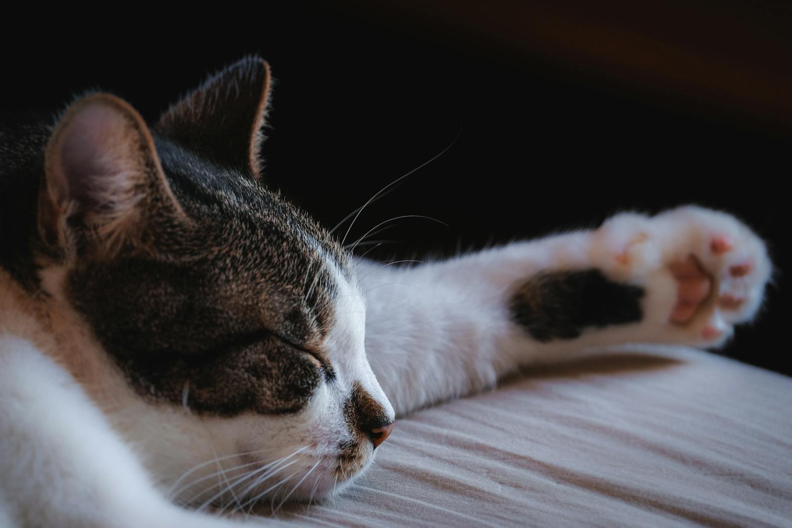 A serene tabby cat sleeping with its paw stretched out, capturing the essence of comfort and relaxation.
