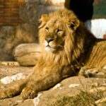 A close-up portrait of a majestic lion lounging on a rocky surface under daylight.