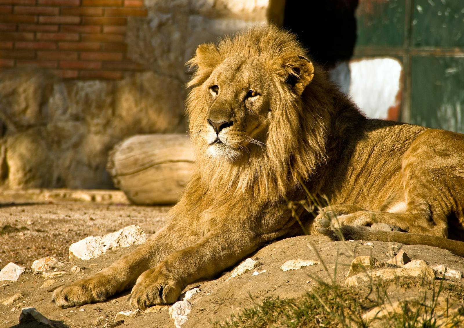 A close-up portrait of a majestic lion lounging on a rocky surface under daylight.
