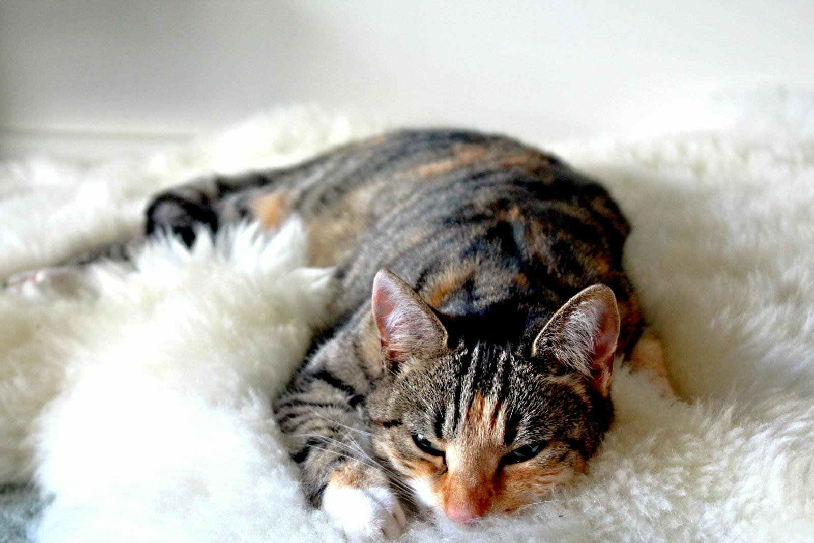 A cute tabby cat peacefully sleeping on a soft white rug indoors.