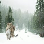 Snow leopard walking through a snowy evergreen forest in winter season.
