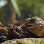 A detailed close-up of iguanas showcasing their vibrant scales and natural textures.