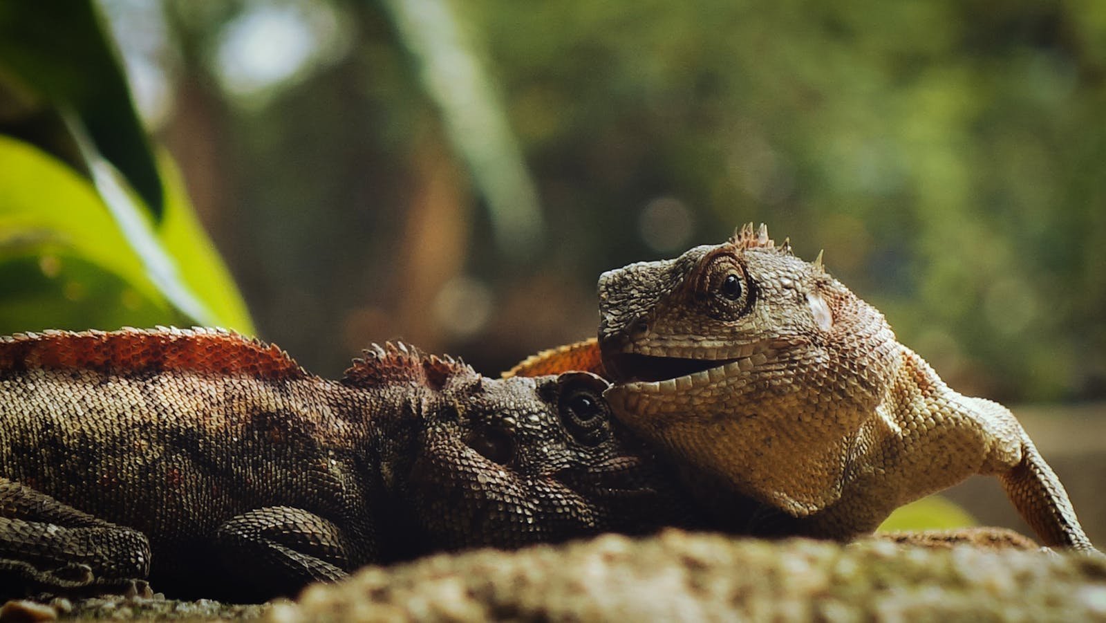 A detailed close-up of iguanas showcasing their vibrant scales and natural textures.