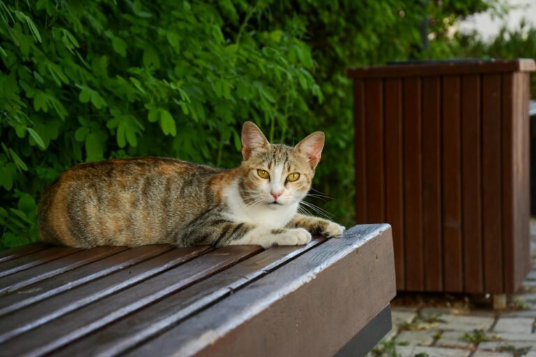 A tabby cat lying on a wooden bench in an urban setting with greenery.