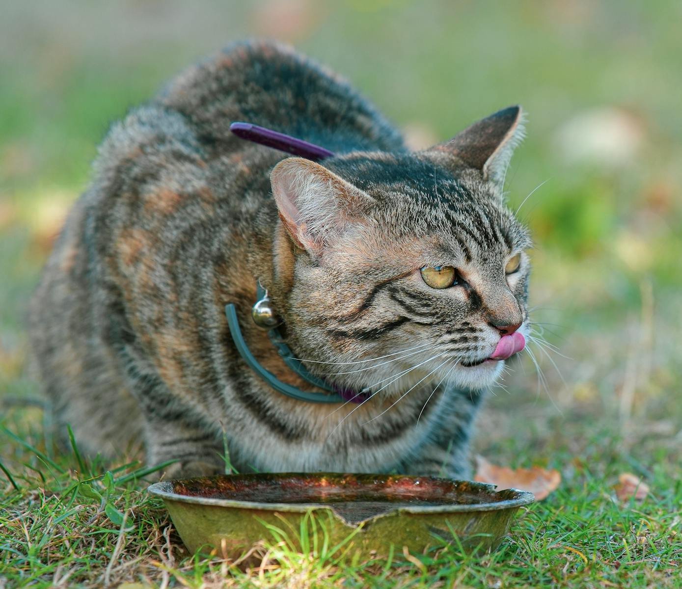 A curious tabby cat licks a bowl outdoors on a sunny day, showcasing its playful nature.