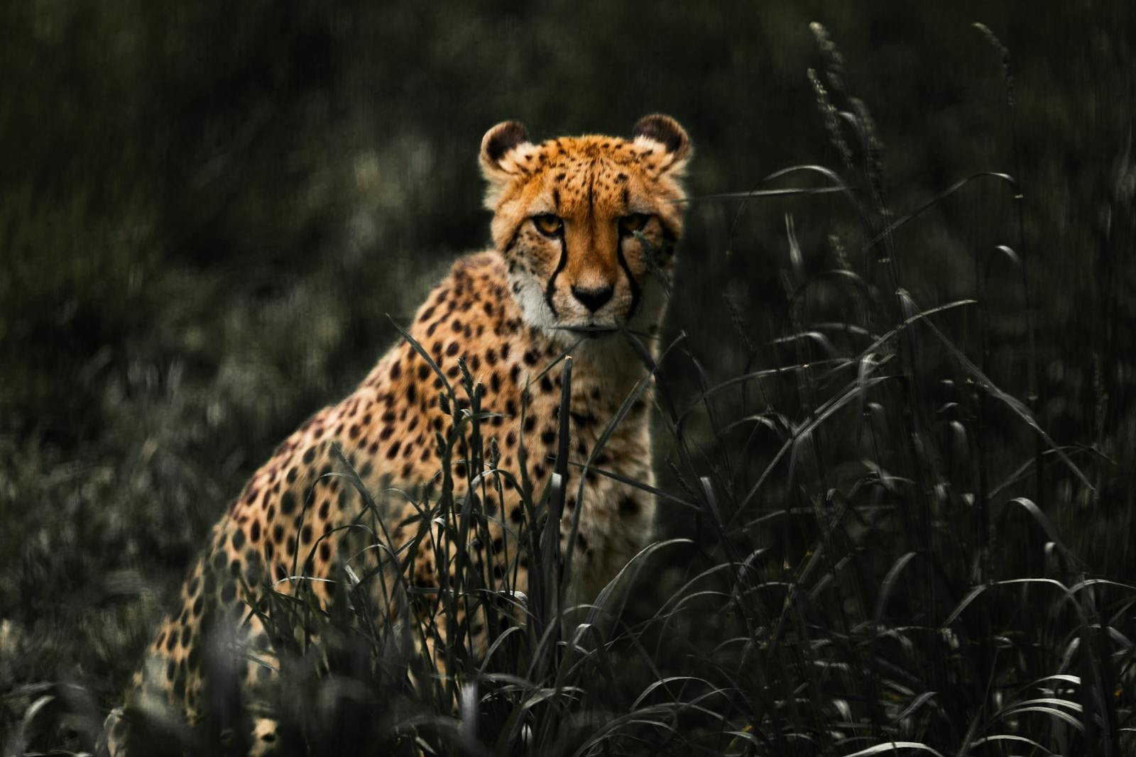A powerful cheetah stealthily prowls through the grassy savannah, showcasing its natural grace and agility.