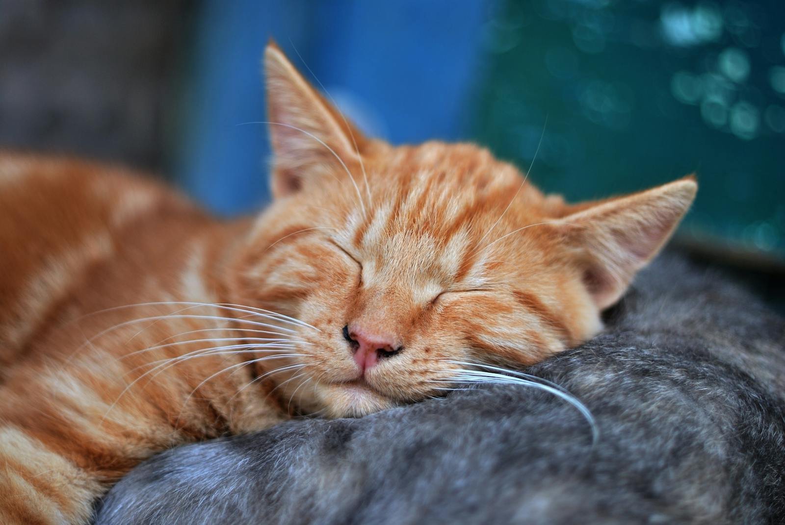 A serene close-up of a ginger cat sleeping with eyes closed, showcasing tranquility and softness.