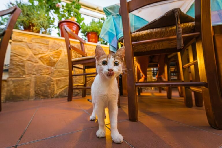 A cute kitten playfully exploring beneath wooden chairs in a sunlit outdoor setting.