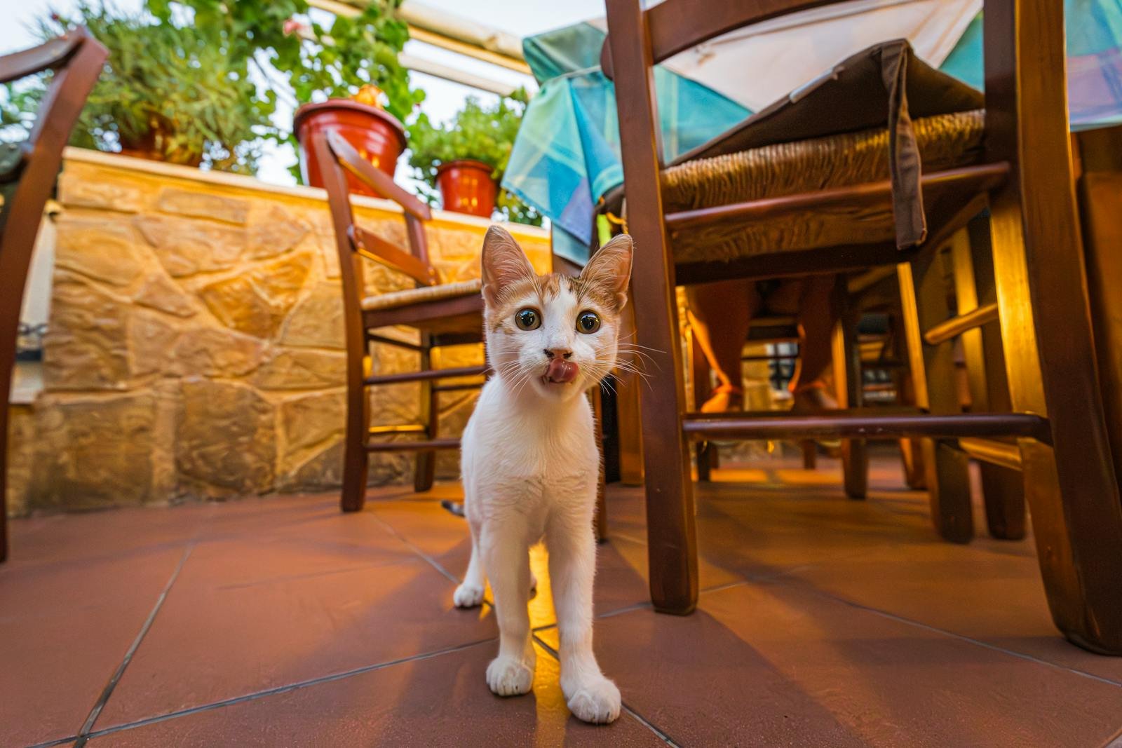 A cute kitten playfully exploring beneath wooden chairs in a sunlit outdoor setting.