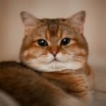 Charming close-up portrait of a tabby cat indoors, looking at the camera.